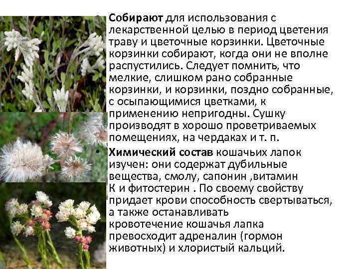  • Собирают для использования с лекарственной целью в период цветения траву и цветочные