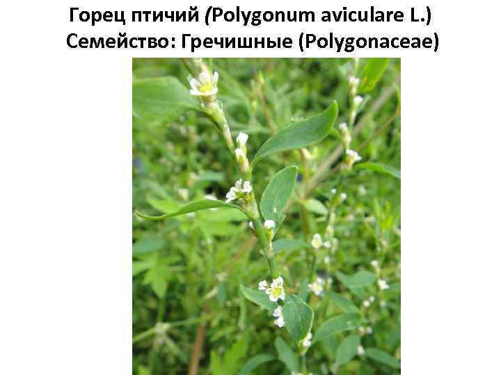 Горец птичий (Polygonum aviculare L. ) Семейство: Гречишные (Polygonaceae) 