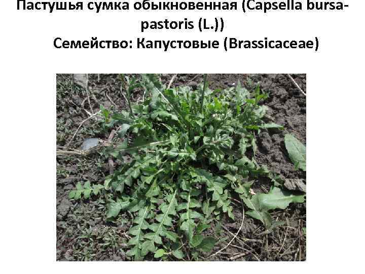 Пастушья сумка обыкновенная (Capsella bursapastoris (L. )) Семейство: Капустовые (Brassicaceae) 