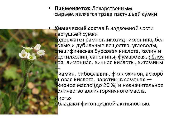  • Применяется: Лекарственным сырьём является трава пастушьей сумки • Химический состав В надземной