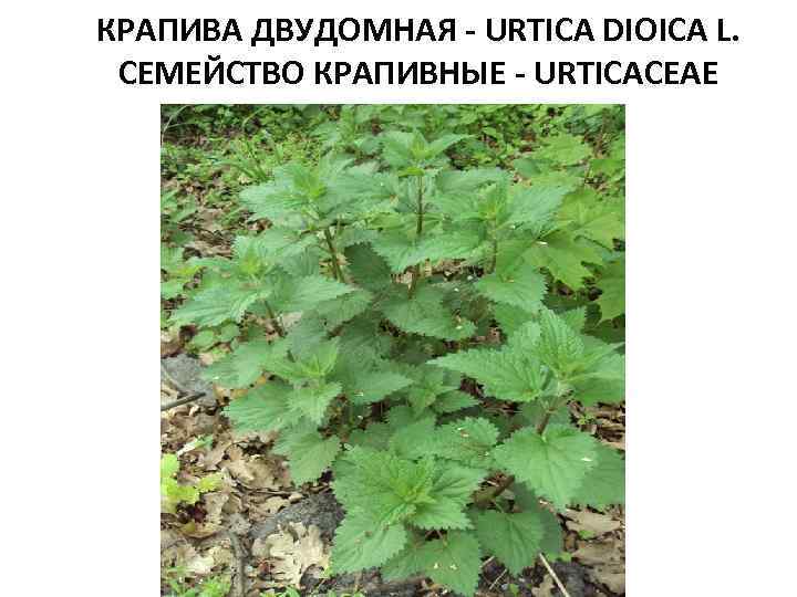 КРАПИВА ДВУДОМНАЯ - URTICA DIOICA L. СЕМЕЙСТВО КРАПИВНЫЕ - URTICACEAE 