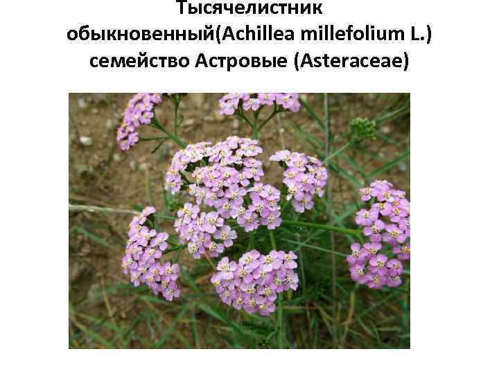 Тысячелистник обыкновенный(Achillea millefolium L. ) семейство Астровые (Asteraceae) 