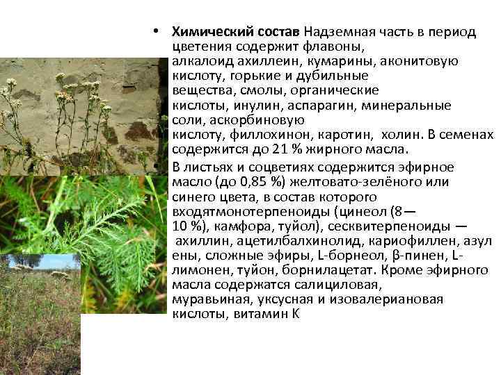  • Химический состав Надземная часть в период цветения содержит флавоны, алкалоид ахиллеин, кумарины,