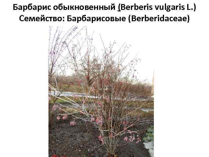 Барбарис обыкновенный (Berberis vulgaris L. ) Семейство: Барбарисовые (Berberidaceae) 