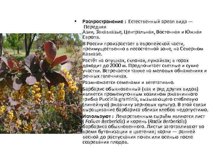  • • • Распространение : Естественный ареал вида — Передняя Азия, Закавказье, Центральная,