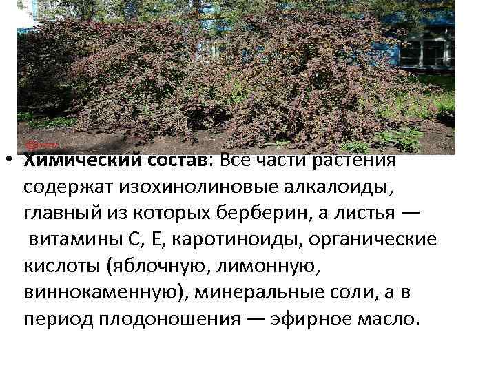  • Химический состав: Все части растения содержат изохинолиновые алкалоиды, главный из которых берберин,