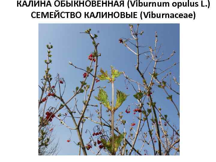 КАЛИНА ОБЫКНОВЕННАЯ (Viburnum opulus L. ) СЕМЕЙСТВО КАЛИНОВЫЕ (Viburnaceae) 
