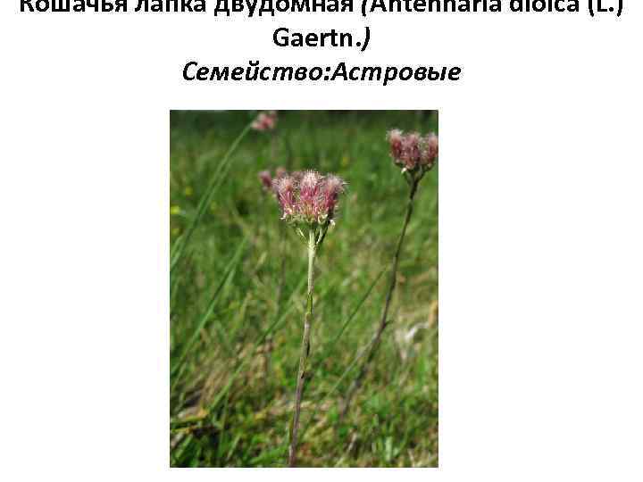 Кошачья лапка двудомная (Antennaria dioica (L. ) Gaertn. ) Семейство: Астровые 