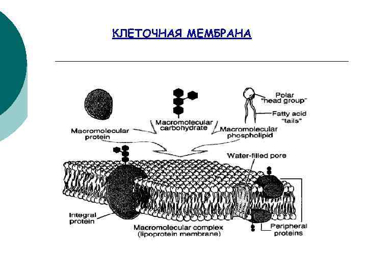 КЛЕТОЧНАЯ МЕМБРАНА 