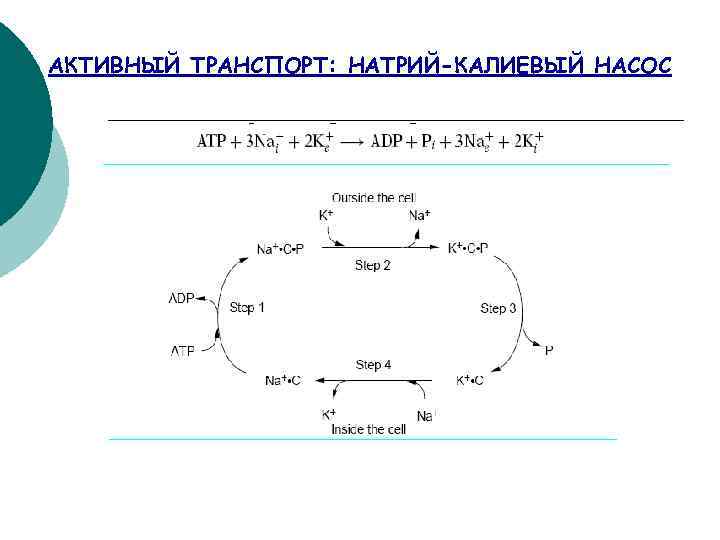 АКТИВНЫЙ ТРАНСПОРТ: НАТРИЙ-КАЛИЕВЫЙ НАСОС 