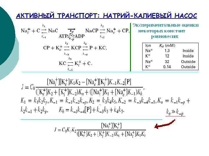 АКТИВНЫЙ ТРАНСПОРТ: НАТРИЙ-КАЛИЕВЫЙ НАСОС 