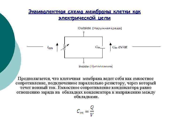 Эквивалентная схема мембраны клетки как электрической цепи Предполагается, что клеточная мембрана ведет себя как