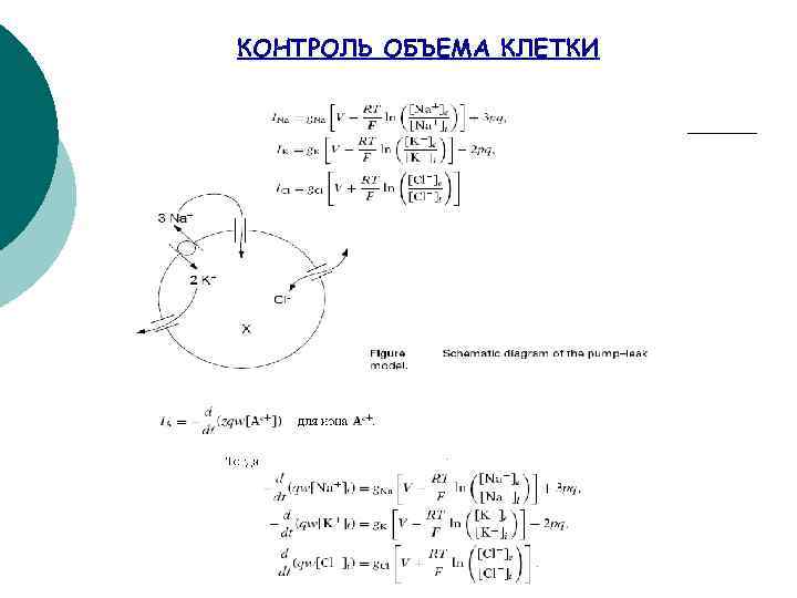 КОНТРОЛЬ ОБЪЕМА КЛЕТКИ 