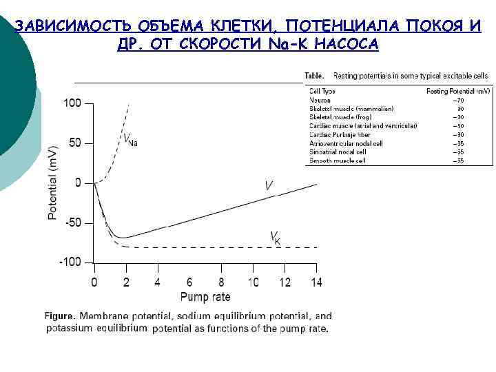 ЗАВИСИМОСТЬ ОБЪЕМА КЛЕТКИ, ПОТЕНЦИАЛА ПОКОЯ И ДР. ОТ СКОРОСТИ Na-K НАСОСА 