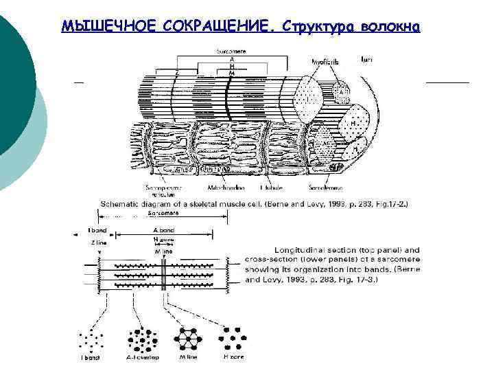 МЫШЕЧНОЕ СОКРАЩЕНИЕ. Структура волокна 