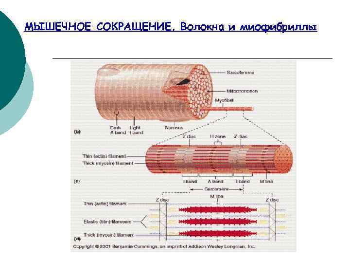 МЫШЕЧНОЕ СОКРАЩЕНИЕ. Волокна и миофибриллы 