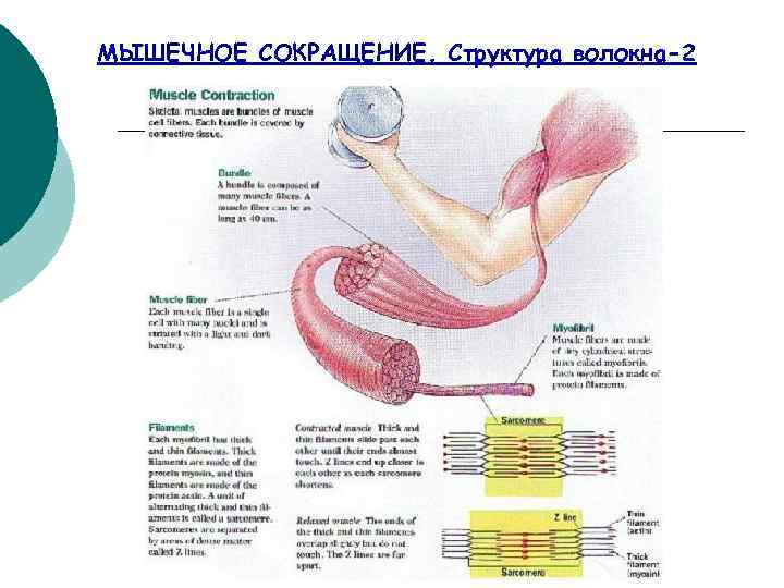 МЫШЕЧНОЕ СОКРАЩЕНИЕ. Структура волокна-2 