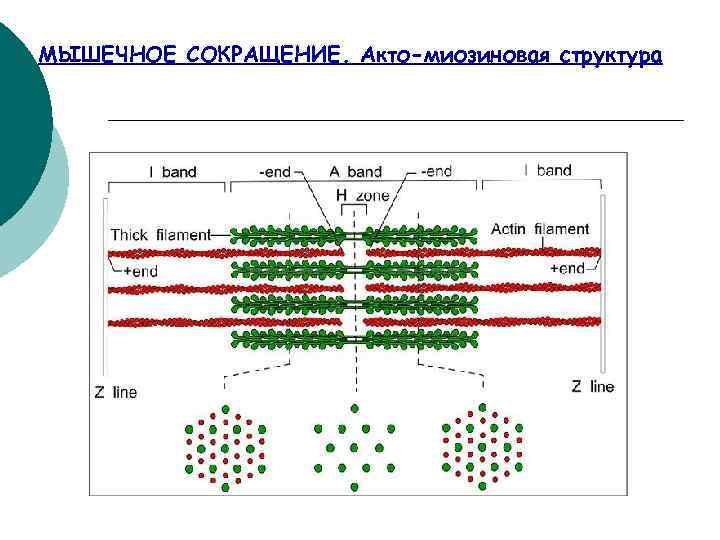 МЫШЕЧНОЕ СОКРАЩЕНИЕ. Акто-миозиновая структура 