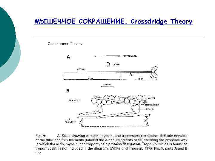 МЫШЕЧНОЕ СОКРАЩЕНИЕ. Crossdridge Theory 