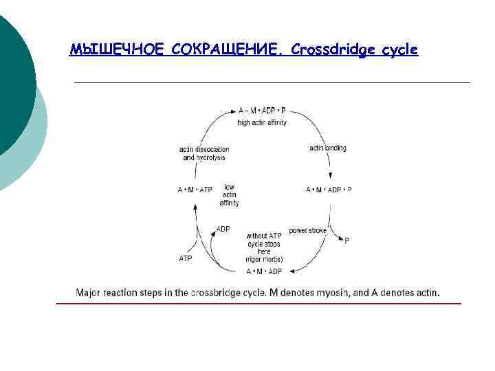 МЫШЕЧНОЕ СОКРАЩЕНИЕ. Crossdridge cycle 