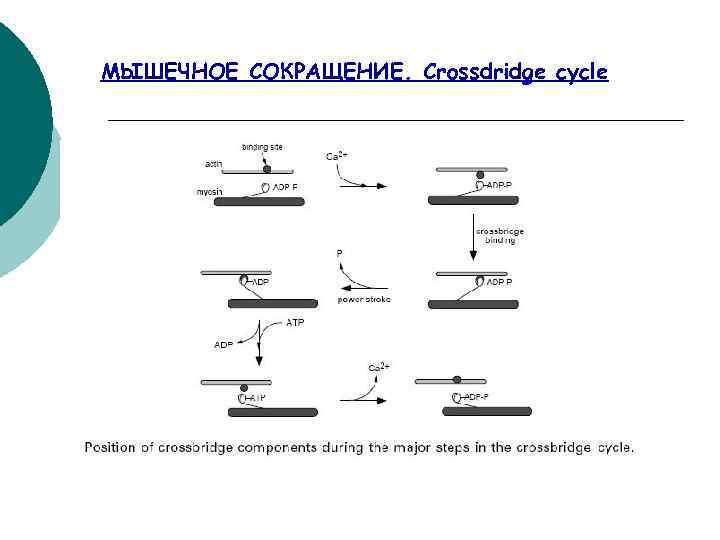 МЫШЕЧНОЕ СОКРАЩЕНИЕ. Crossdridge cycle 