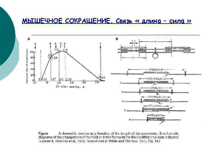 МЫШЕЧНОЕ СОКРАЩЕНИЕ. Связь « длина – сила » 