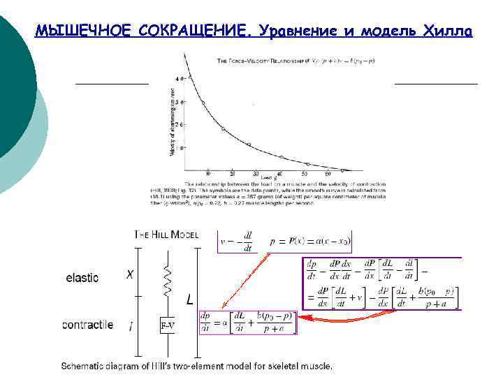 МЫШЕЧНОЕ СОКРАЩЕНИЕ. Уравнение и модель Хилла 