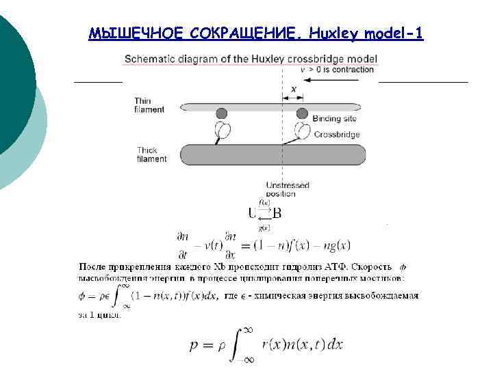 МЫШЕЧНОЕ СОКРАЩЕНИЕ. Huxley model-1 