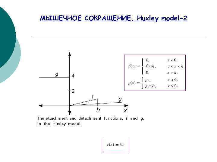 МЫШЕЧНОЕ СОКРАЩЕНИЕ. Huxley model-2 