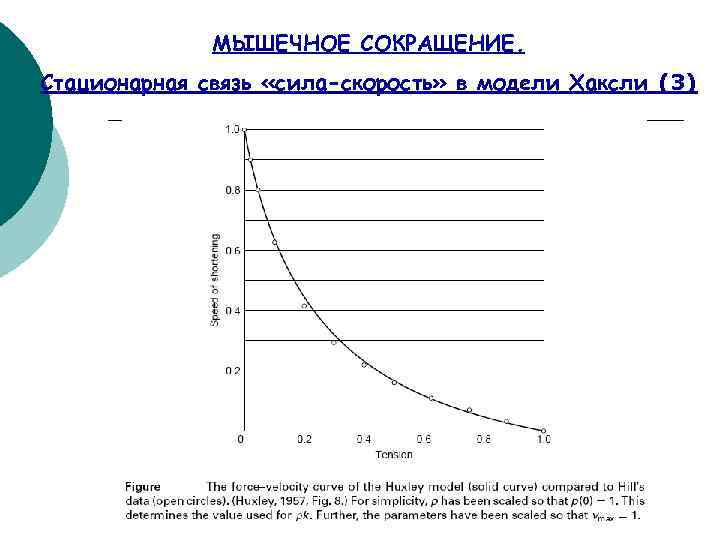 МЫШЕЧНОЕ СОКРАЩЕНИЕ. Стационарная связь «сила-скорость» в модели Хаксли (3) 