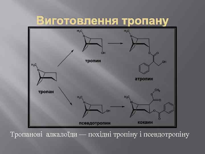 Виготовлення тропану Тропанові алкалоїди — похідні тропіну і псевдотропіну 