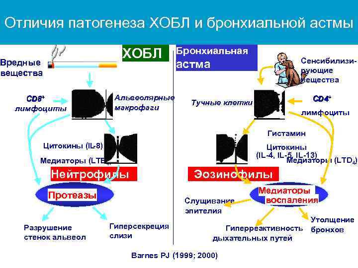 Отличия патогенеза ХОБЛ и бронхиальной астмы ХОБЛ Вредные вещества Альвеолярные макрофаги CD 8+ лимфоциты