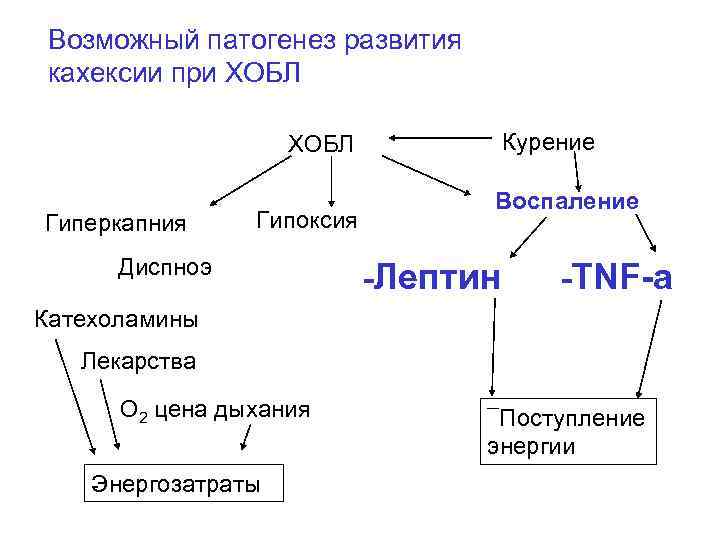 Возможный патогенез развития кахексии при ХОБЛ Курение ХОБЛ Гиперкапния Гипоксия Диспноэ Воспаление Лептин TNF-a