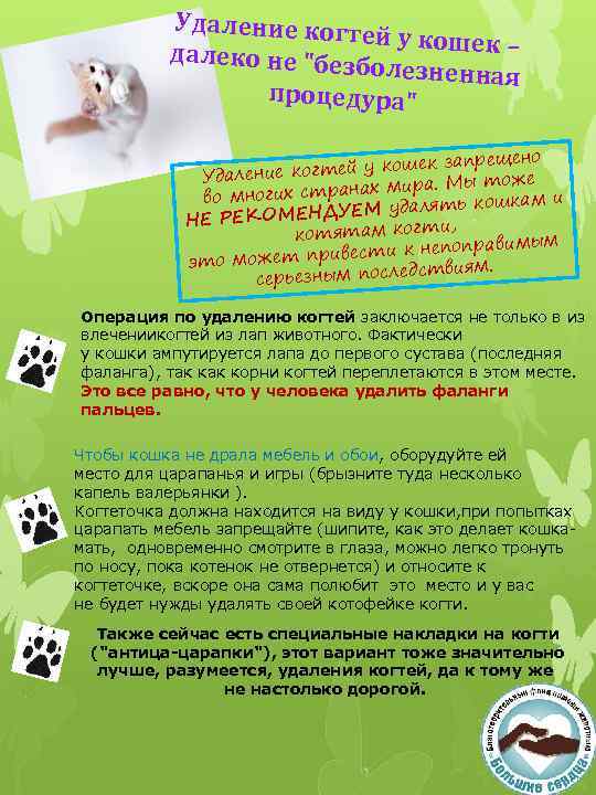 Удаление когт ей у кошек – далеко не 