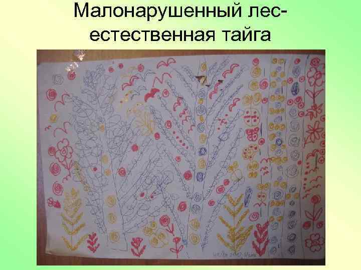 Малонарушенный лесестественная тайга 