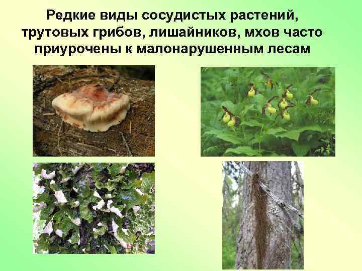 Редкие виды сосудистых растений, трутовых грибов, лишайников, мхов часто приурочены к малонарушенным лесам 