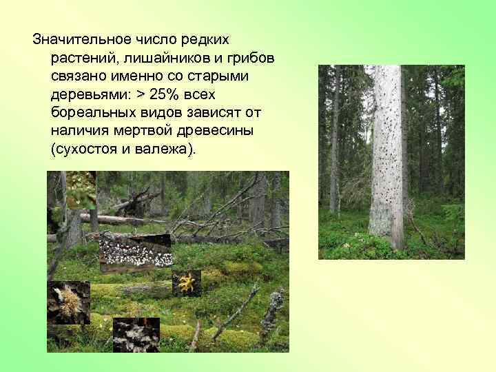 Значительное число редких растений, лишайников и грибов связано именно со старыми деревьями: > 25%