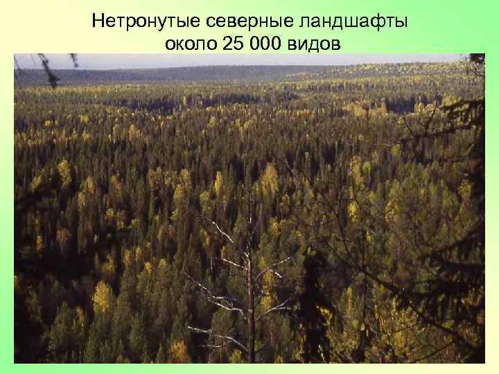 Нетронутые северные ландшафты около 25 000 видов 