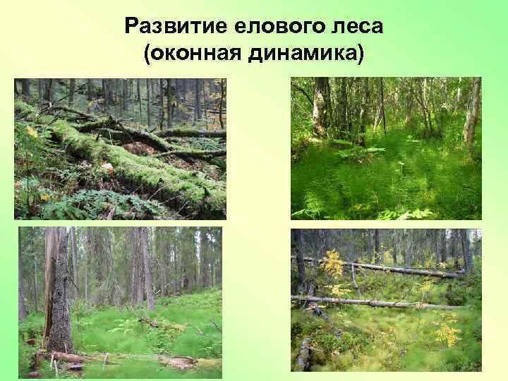 Развитие елового леса (оконная динамика) 