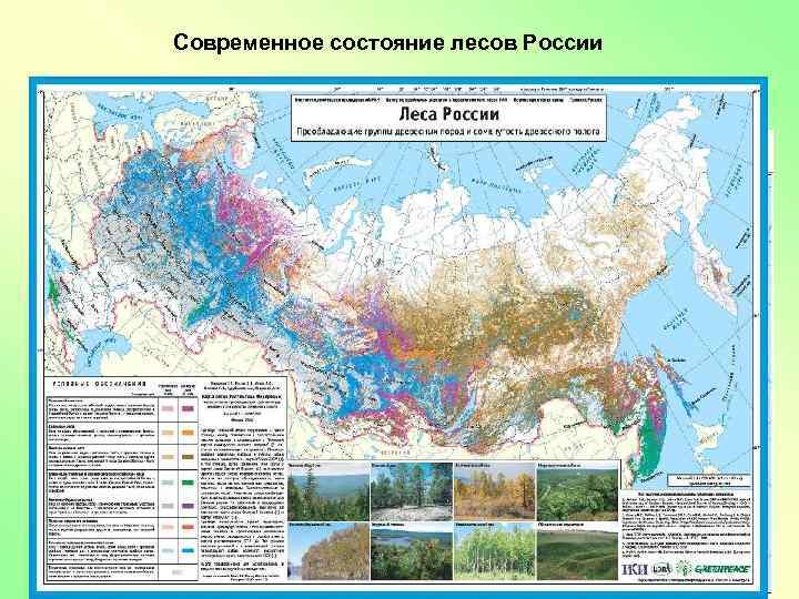 Современное состояние лесов России 
