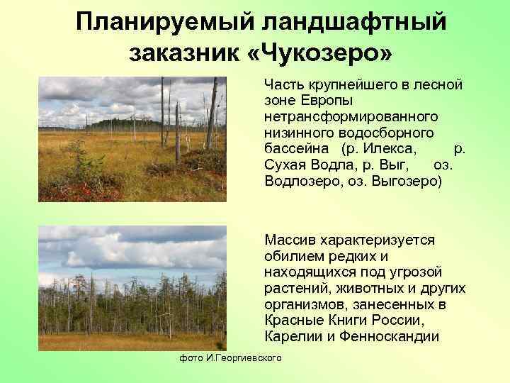 Планируемый ландшафтный заказник «Чукозеро» Часть крупнейшего в лесной зоне Европы нетрансформированного низинного водосборного бассейна