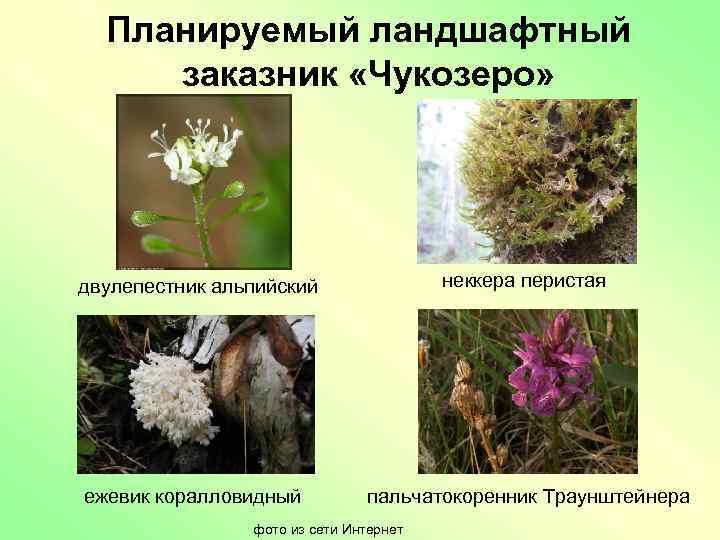 Планируемый ландшафтный заказник «Чукозеро» двулепестник альпийский неккера перистая ежевик коралловидный пальчатокоренник Траунштейнера фото из