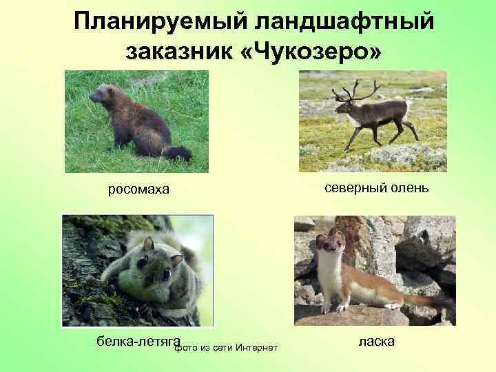 Планируемый ландшафтный заказник «Чукозеро» росомаха белка-летяга фото из сети Интернет северный олень ласка 