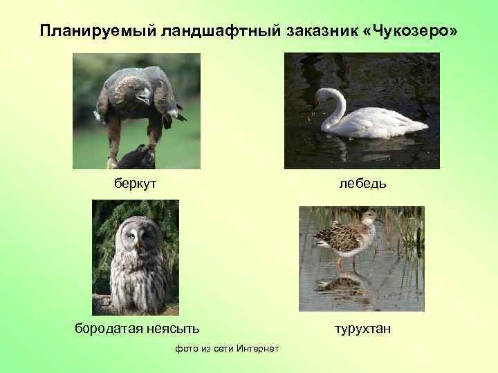 Планируемый ландшафтный заказник «Чукозеро» беркут лебедь бородатая неясыть турухтан фото из сети Интернет 