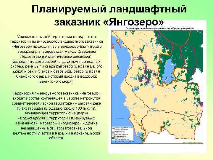 Планируемый ландшафтный заказник «Янгозеро» Уникальность этой территории в том, что по территории планируемого ландшафтного