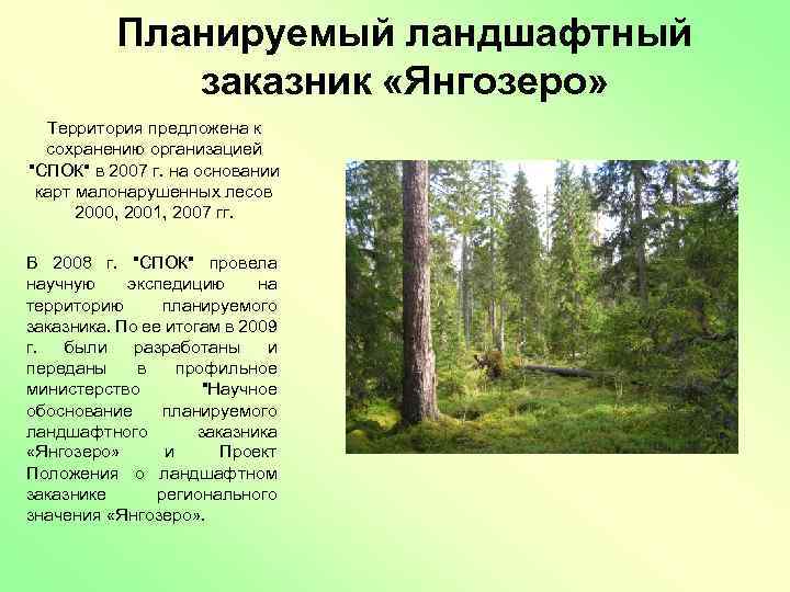 Планируемый ландшафтный заказник «Янгозеро» Территория предложена к сохранению организацией "СПОК" в 2007 г. на