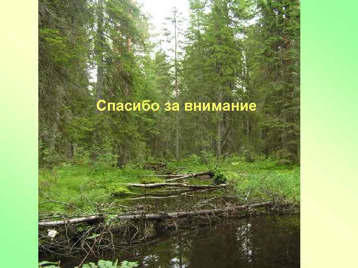 Спасибо за внимание 