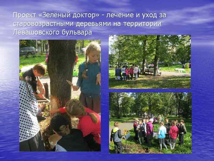 Проект «Зелёный доктор» - лечение и уход за старовозрастными деревьями на территории Левашовского бульвара