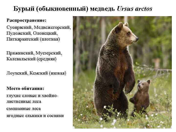 Бурый (обыкновенный) медведь Ursus arctos Распространение: Суоярвский, Медвежегорский, Пудожский, Олонецкий, Питкярантский (плотная) Пряжинский, Муезерский,