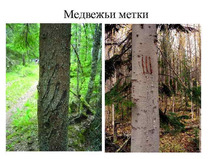 Медвежьи метки 15 